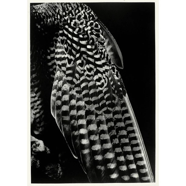 La Robe De La Fiancée, 2001 - Balthasar Burkhard – Image 3