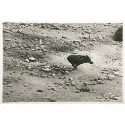 Marcassin - Sophie Ristelhueber