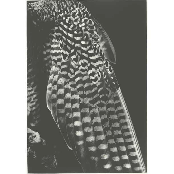 La Robe De La Fiancée, 2001 - Balthasar Burkhard