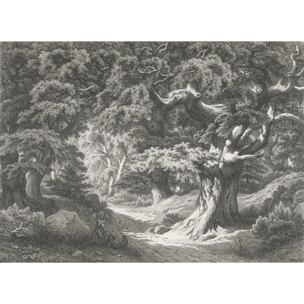 Forêt De Fontainebleau : Le Charlemagne Et Le Roland