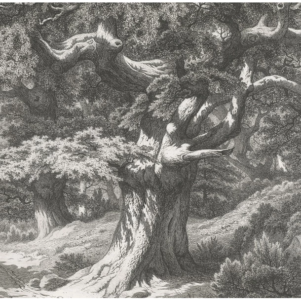 Forêt De Fontainebleau : Le Charlemagne Et Le Roland – Image 3