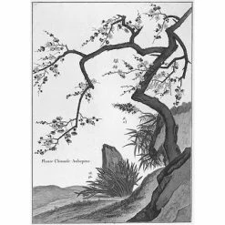 Plante Chinoise. Aubépine